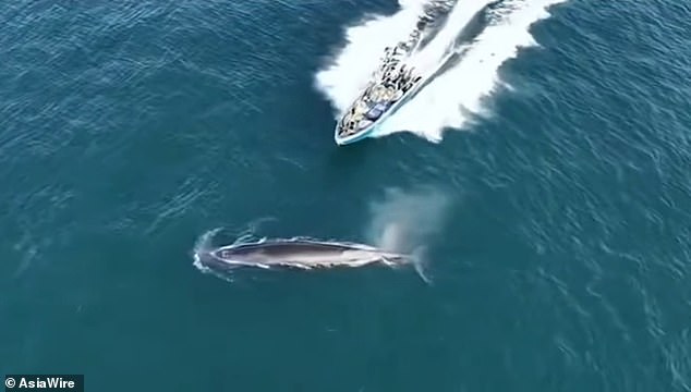 Fishing Boat Strikes Protected Bryde's Whale Off Weizhou Island