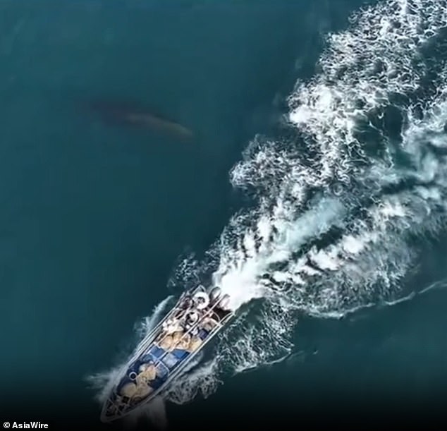 Fishing Boat Strikes Protected Bryde's Whale Off Weizhou Island