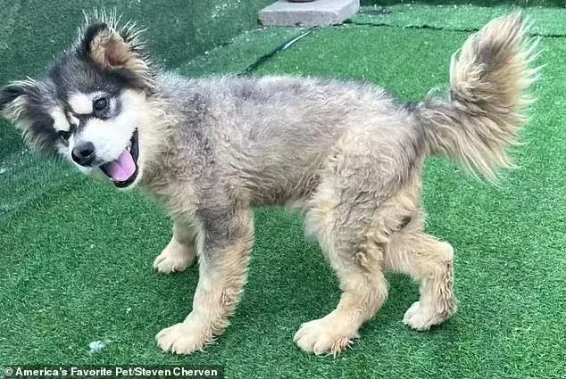 From Slaughterhouse to Sanctuary: Kronk's Remarkable Survival Against the Odds