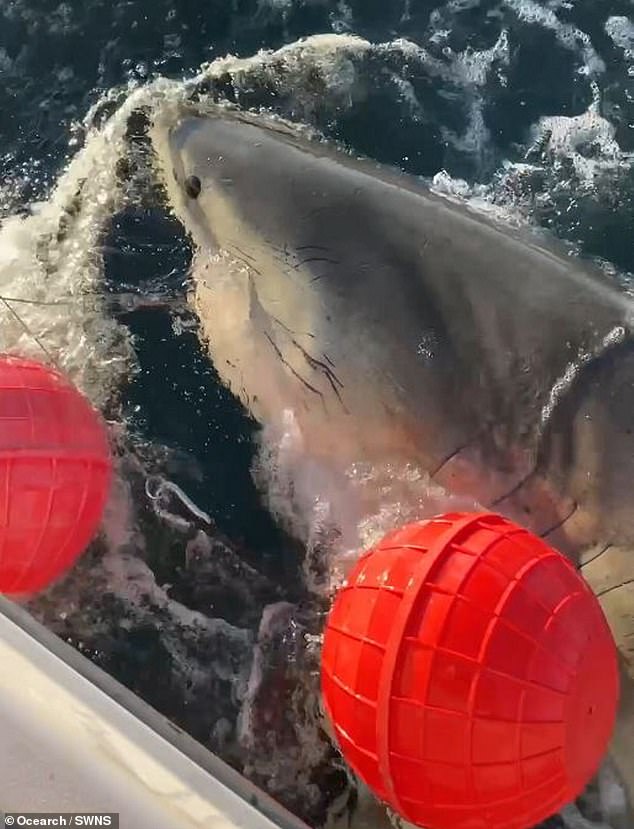 Unusual Great White Shark Sightings Near Cape Fear Prompt Safety Concerns