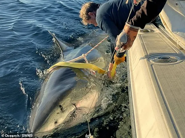 Unusual Great White Shark Sightings Near Cape Fear Prompt Safety Concerns