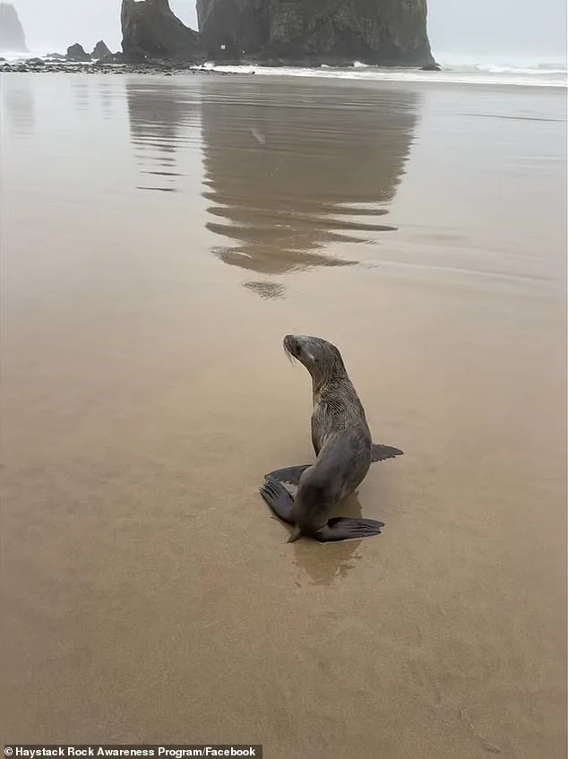 Baby Sea Lion Stranded on Oregon Beach Successfully Rescued by Multi-Agency Team