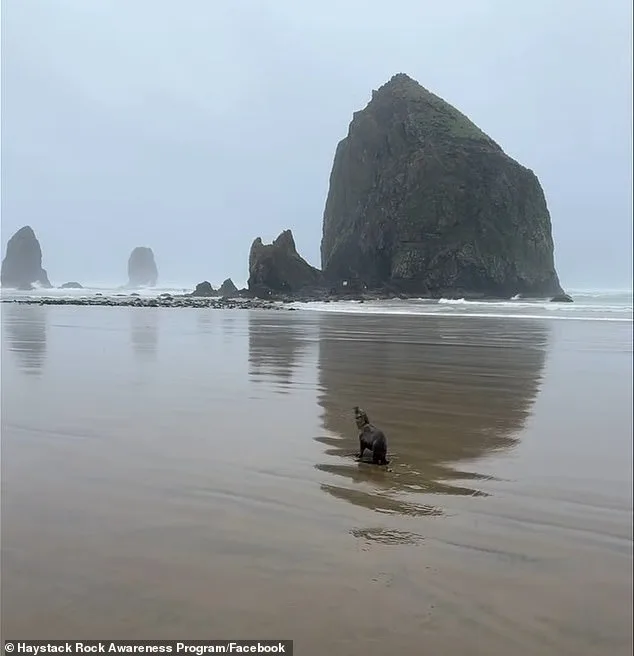 Baby Sea Lion Stranded on Oregon Beach Successfully Rescued by Multi-Agency Team