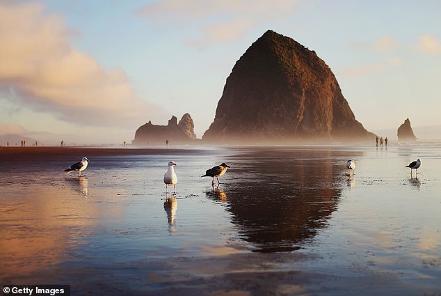 Baby Sea Lion Stranded on Oregon Beach Successfully Rescued by Multi-Agency Team