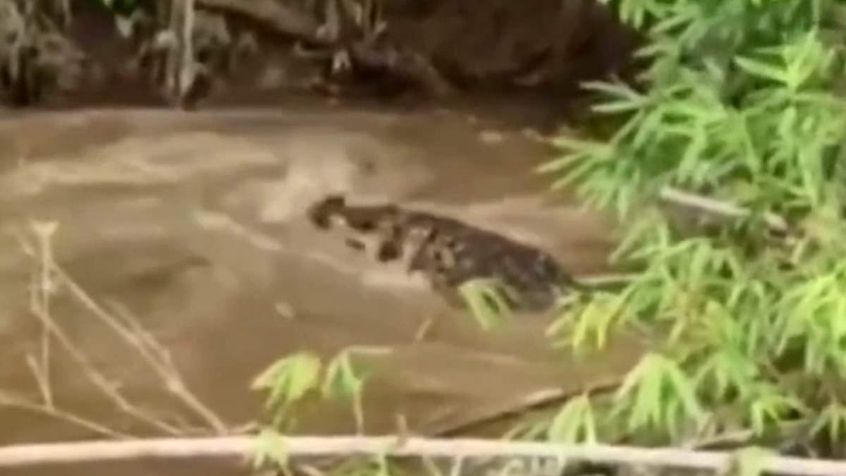 Terrifying Crocodile Attack in Aceh Province Claims Life of 35-Year-Old Woman