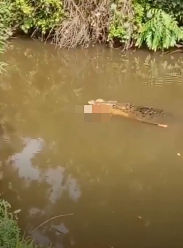 Terrifying Crocodile Attack in Aceh Province Claims Life of 35-Year-Old Woman