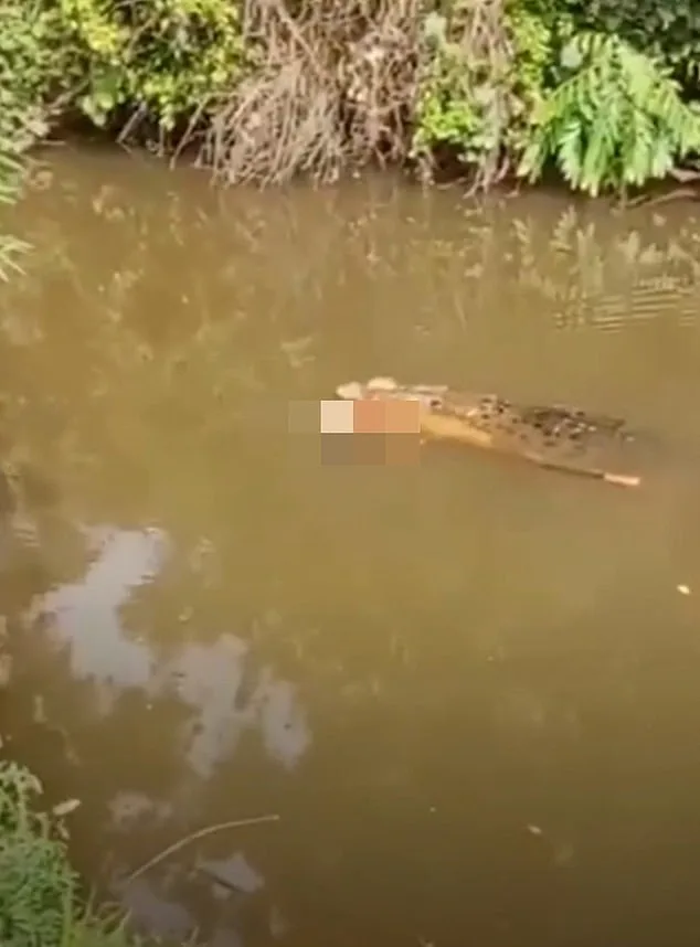 Terrifying Crocodile Attack in Aceh Province Claims Life of 35-Year-Old Woman