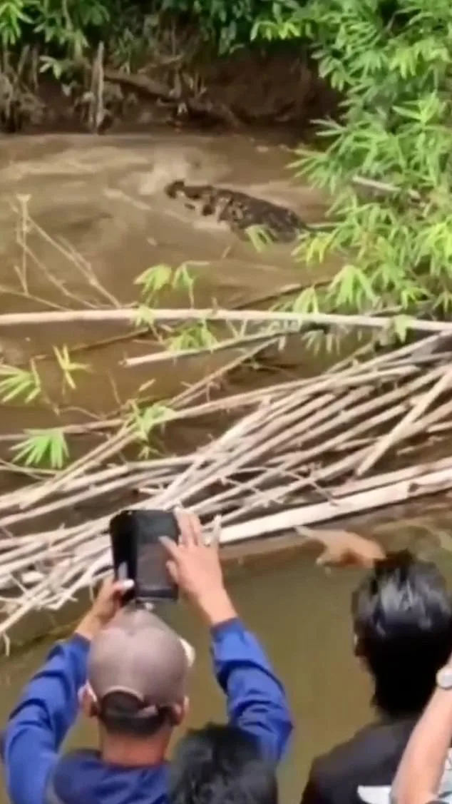 Terrifying Crocodile Attack in Aceh Province Claims Life of 35-Year-Old Woman