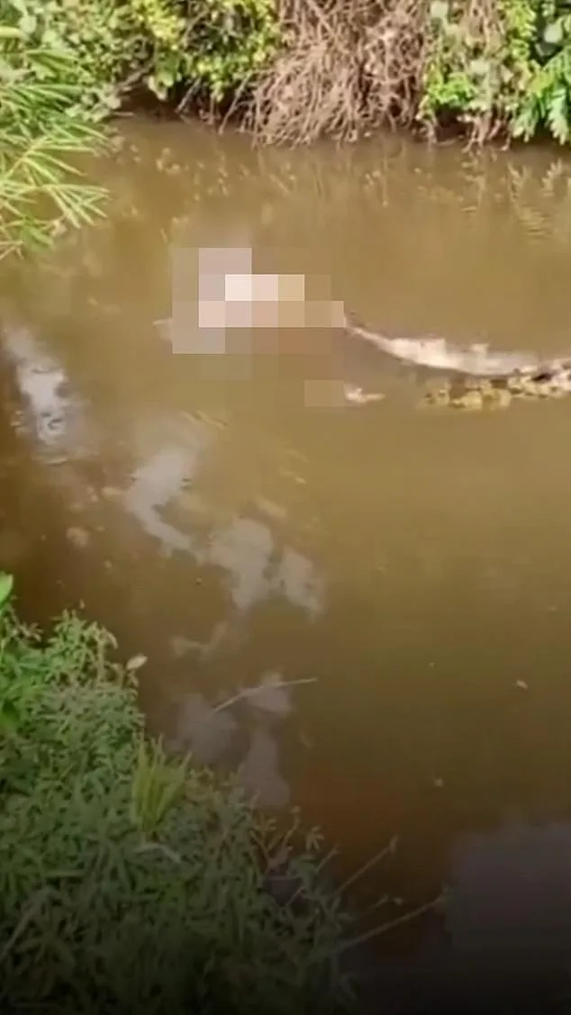 Terrifying Crocodile Attack in Aceh Province Claims Life of 35-Year-Old Woman