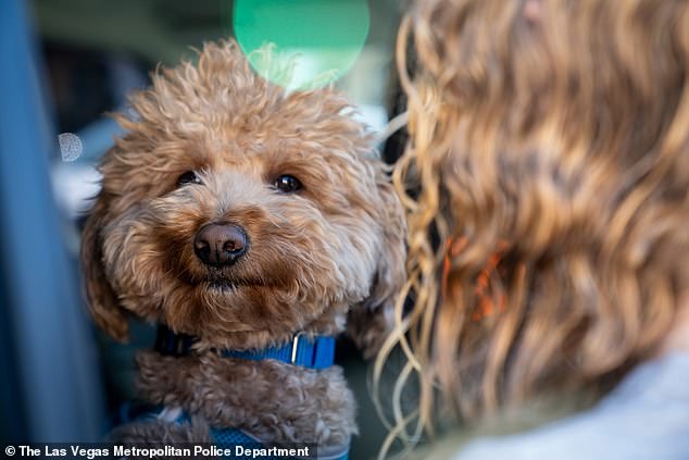 Abandoned Dog Finds Second Chance After Airport Rescue Efforts