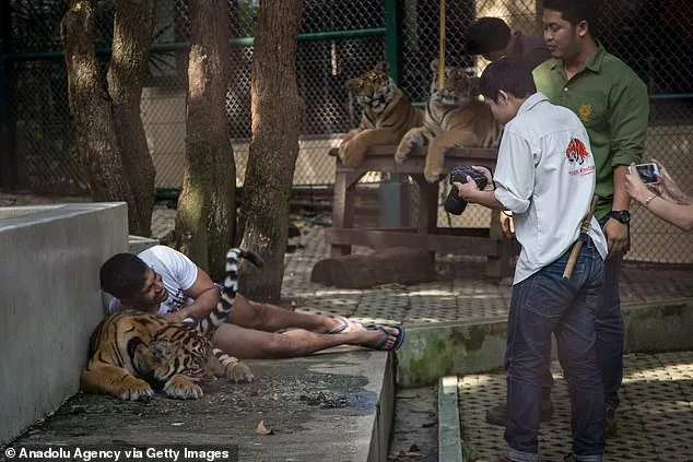 72 Tigers Die from Canine Distemper Virus at Thailand's Tiger Kingdom Chiang Mai