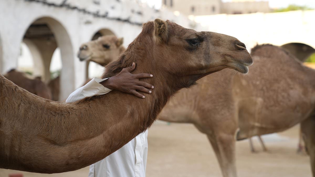 Oman Camel Beauty Pageant Scandal: Banned Cosmetics Spark Debate Over Tradition and Regulation in $3 Billion Industry