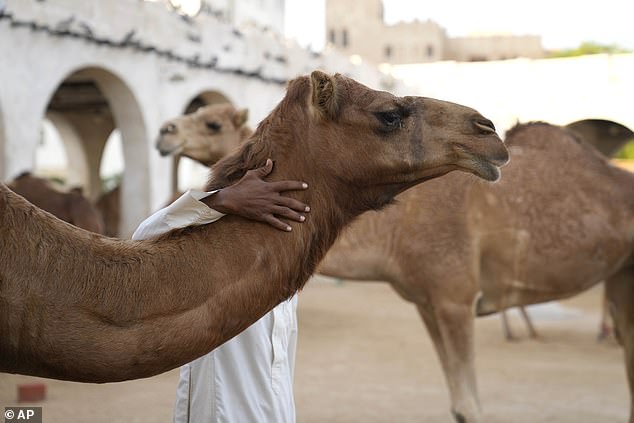 Oman Camel Beauty Pageant Scandal: Banned Cosmetics Spark Debate Over Tradition and Regulation in $3 Billion Industry