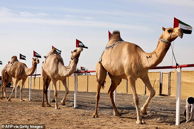 Oman Camel Beauty Pageant Scandal: Banned Cosmetics Spark Debate Over Tradition and Regulation in $3 Billion Industry