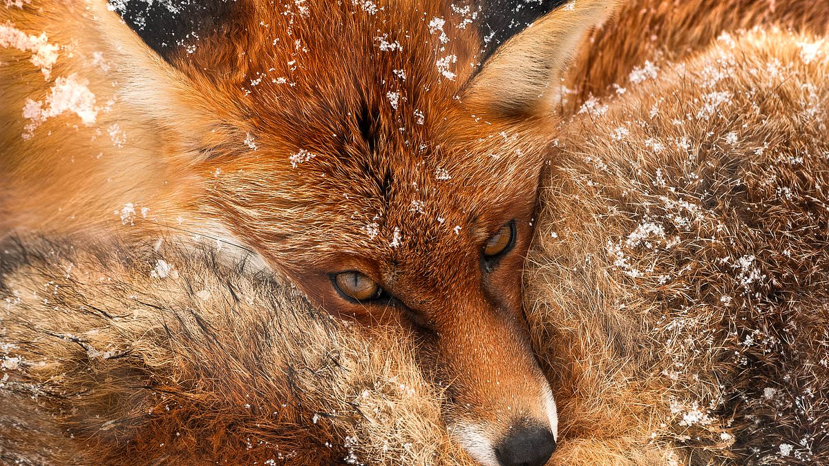 Bridging Art and Science: Chris Packham's *More Beautiful Than You