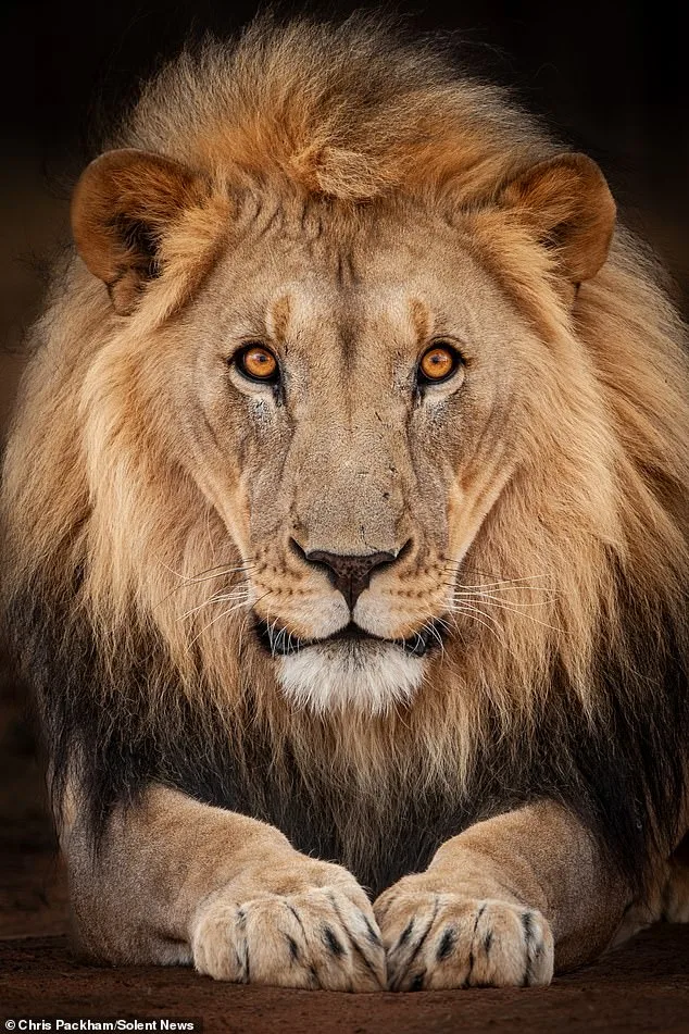 Bridging Art and Science: Chris Packham's *More Beautiful Than You