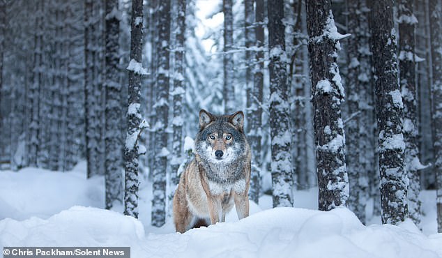 Bridging Art and Science: Chris Packham's *More Beautiful Than You