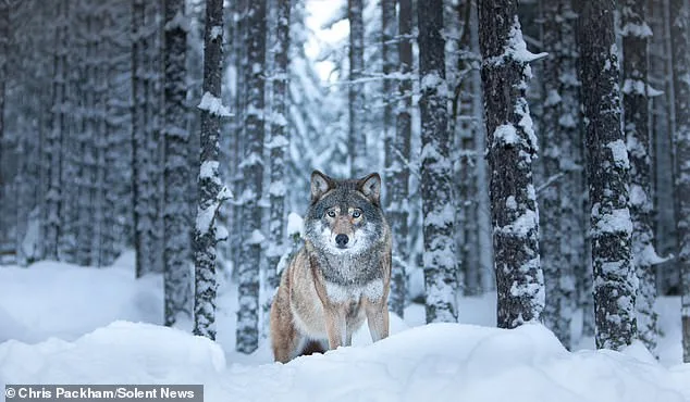 Bridging Art and Science: Chris Packham's *More Beautiful Than You