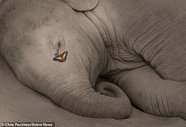 Bridging Art and Science: Chris Packham's *More Beautiful Than You