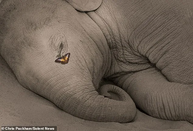 Bridging Art and Science: Chris Packham's *More Beautiful Than You