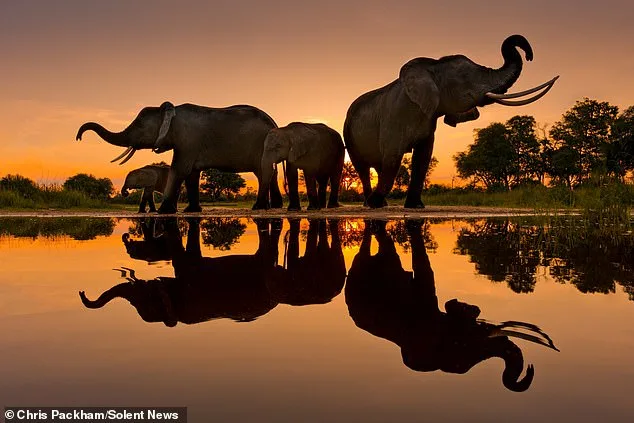 Bridging Art and Science: Chris Packham's *More Beautiful Than You