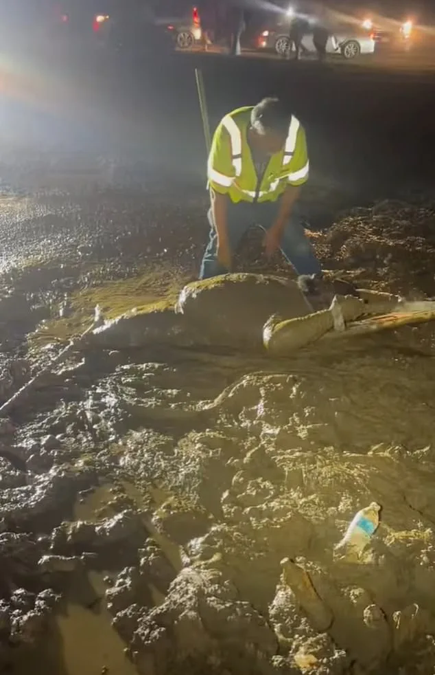 Jaron Wynn's Quicksand Ordeal at Mississippi Trail Ride Turns Survival Challenge