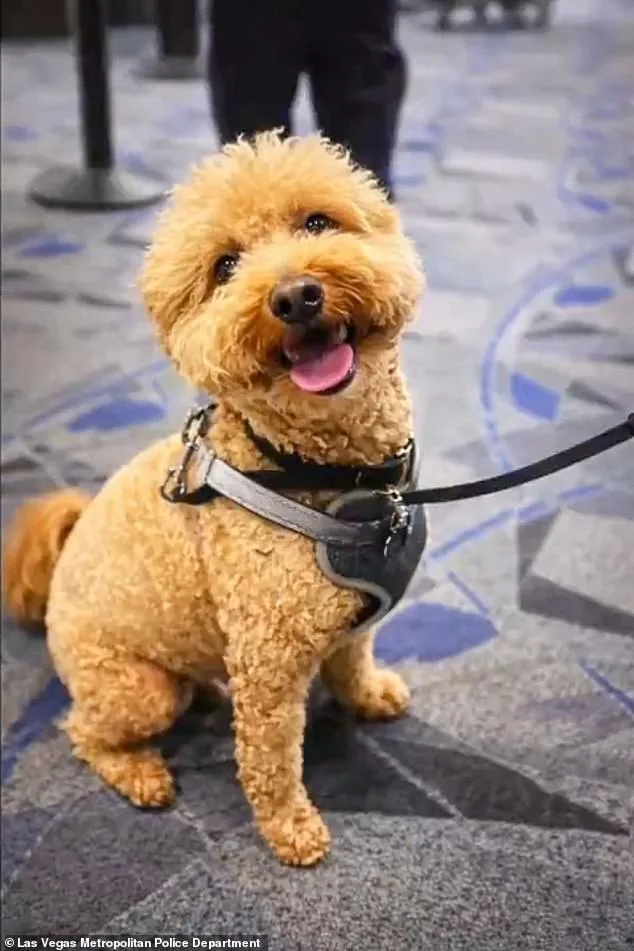 Bench Warrant Issued for Woman Who Abandoned Dog at Las Vegas Airport