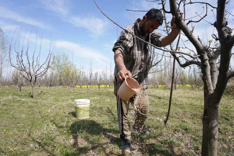 As the Gulf Crisis Looms, Punjab Farmers Face a Harvest of Uncertainty