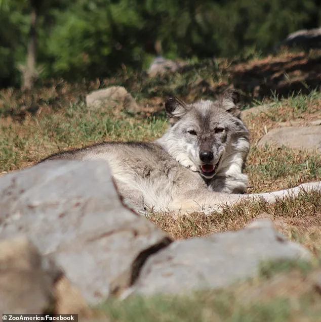 Parents Charged Following Toddler's Wolf Attack at Hersheypark Zoo Sparks Legal Reckoning Over Safety Neglect