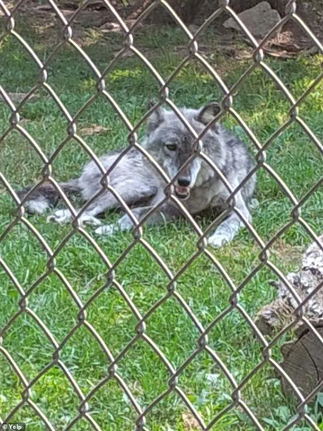Parents Charged Following Toddler's Wolf Attack at Hersheypark Zoo Sparks Legal Reckoning Over Safety Neglect