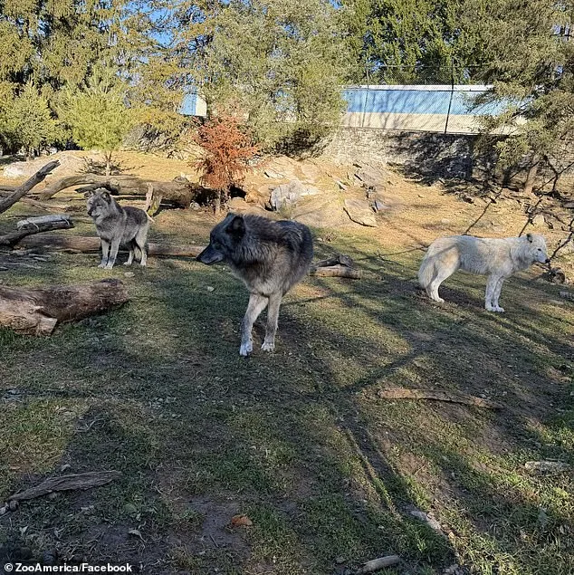 Parents Charged Following Toddler's Wolf Attack at Hersheypark Zoo Sparks Legal Reckoning Over Safety Neglect