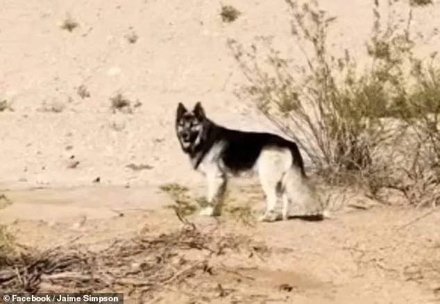 Stray Dog Leads Woman to Abandoned House in Arizona Desert