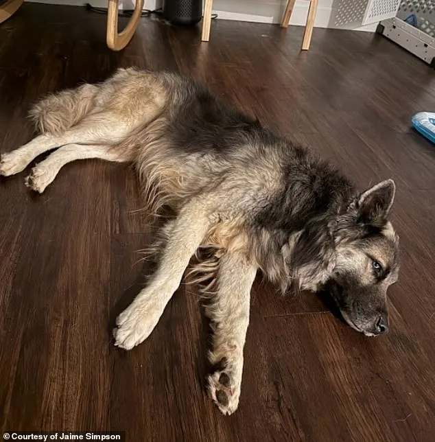 Stray Dog Leads Woman to Abandoned House in Arizona Desert