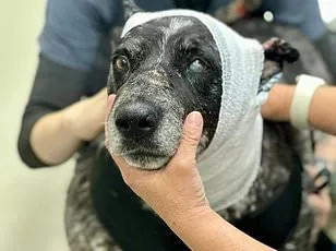 Stray Dog Leads Woman to Abandoned House in Arizona Desert