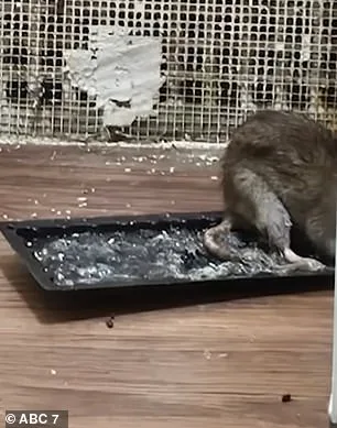 Breast Cancer Survivor's Desperate Fight Against Relentless Rat Infestation in Bronx Apartment