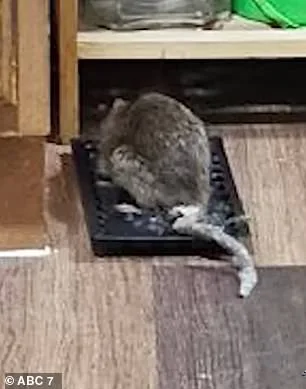 Breast Cancer Survivor's Desperate Fight Against Relentless Rat Infestation in Bronx Apartment