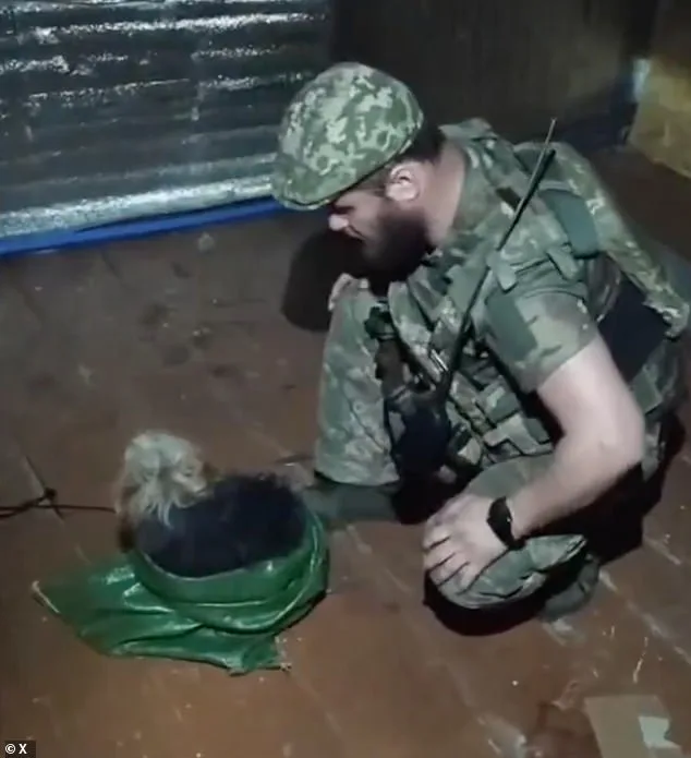 Ukrainian Drone Executes Daring Mercy Mission, Rescuing Animals from War Zone Near Kupyansk