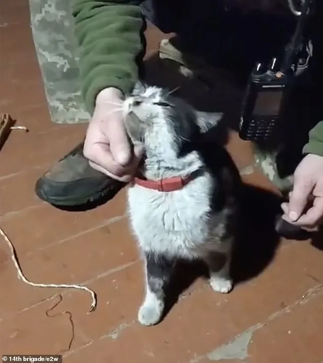 Ukrainian Drone Executes Daring Mercy Mission, Rescuing Animals from War Zone Near Kupyansk
