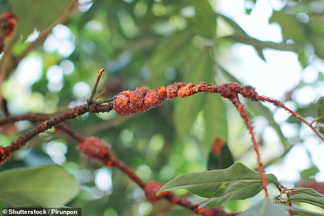 Processed foods hide wood and maggots, raising health concerns.