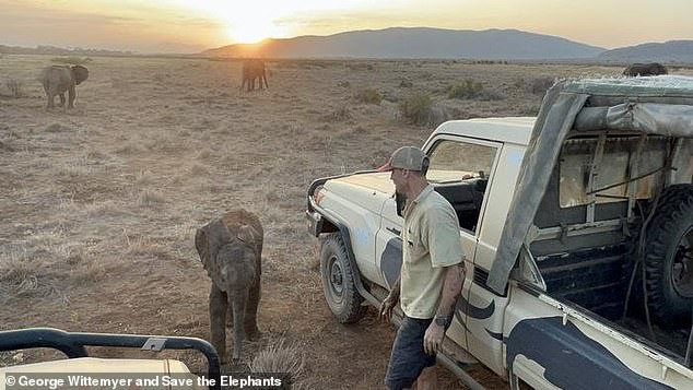 Kenyan researchers reunite orphan elephant calf with family herd.