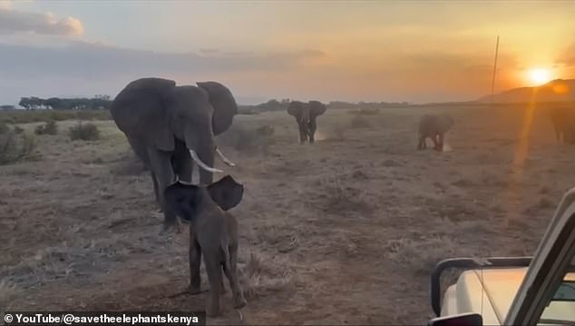 Kenyan researchers reunite orphan elephant calf with family herd.