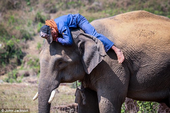 Kenyan researchers reunite orphan elephant calf with family herd.