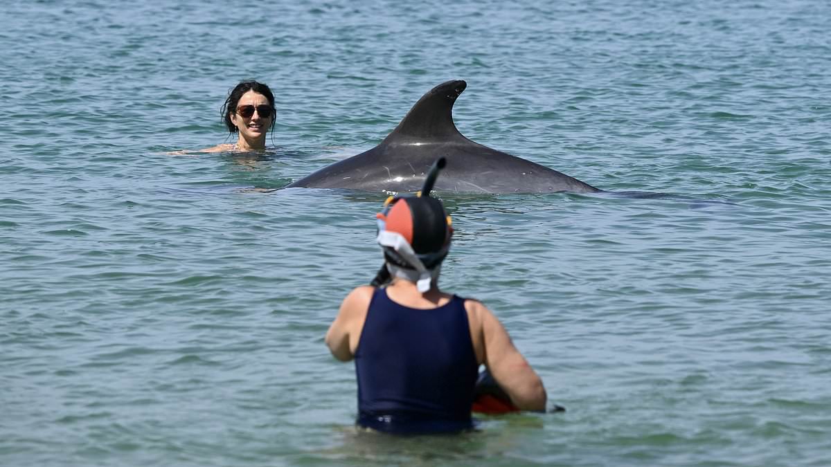 Separate dolphin in France faces danger as crowds surround her