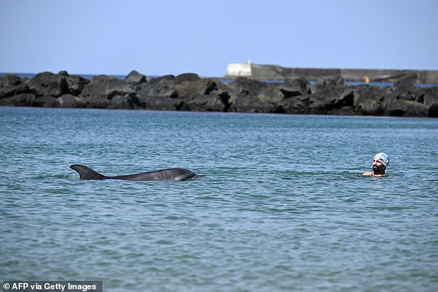 Separate dolphin in France faces danger as crowds surround her