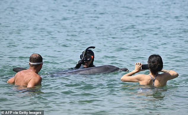 Separate dolphin in France faces danger as crowds surround her