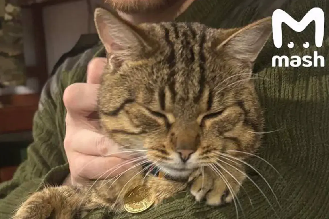 Burned Cat 'Mышка' Rescued from War Zone, Receives Hero's Welcome