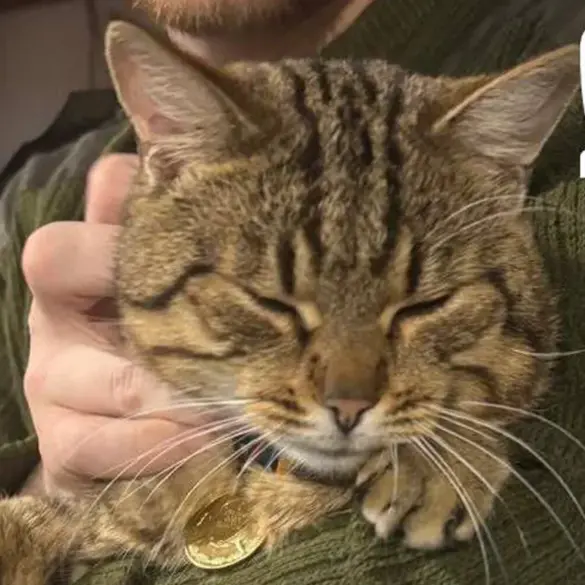 Burned Cat 'Mышка' Rescued from War Zone, Receives Hero's Welcome