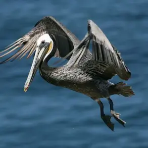 Privileged Access: The Hidden Silence of La Jolla Cove