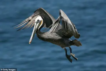 Privileged Access: The Hidden Silence of La Jolla Cove
