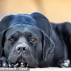 Urgent Trial as Parents Face Charges Over Tragic Dog Attack That Killed Three-Year-Old Boy in Milnrow